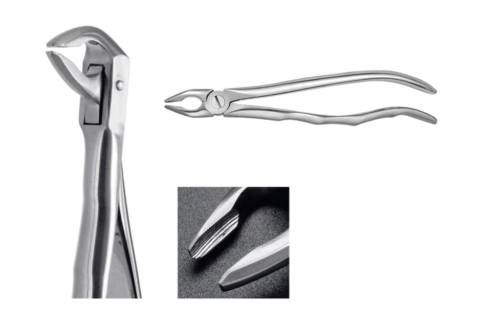 Mandibular pincers root