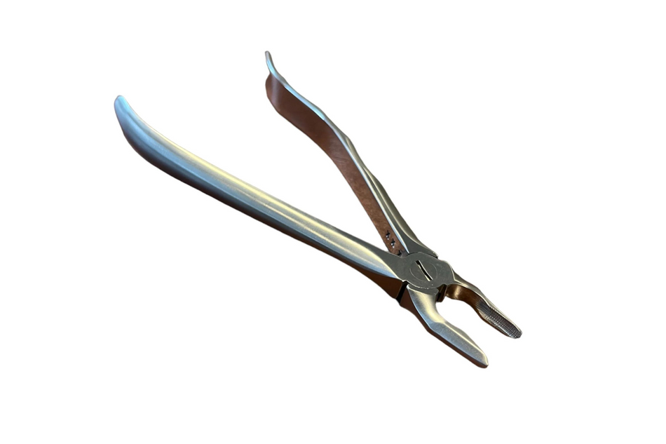 Upper jaw, front and canine