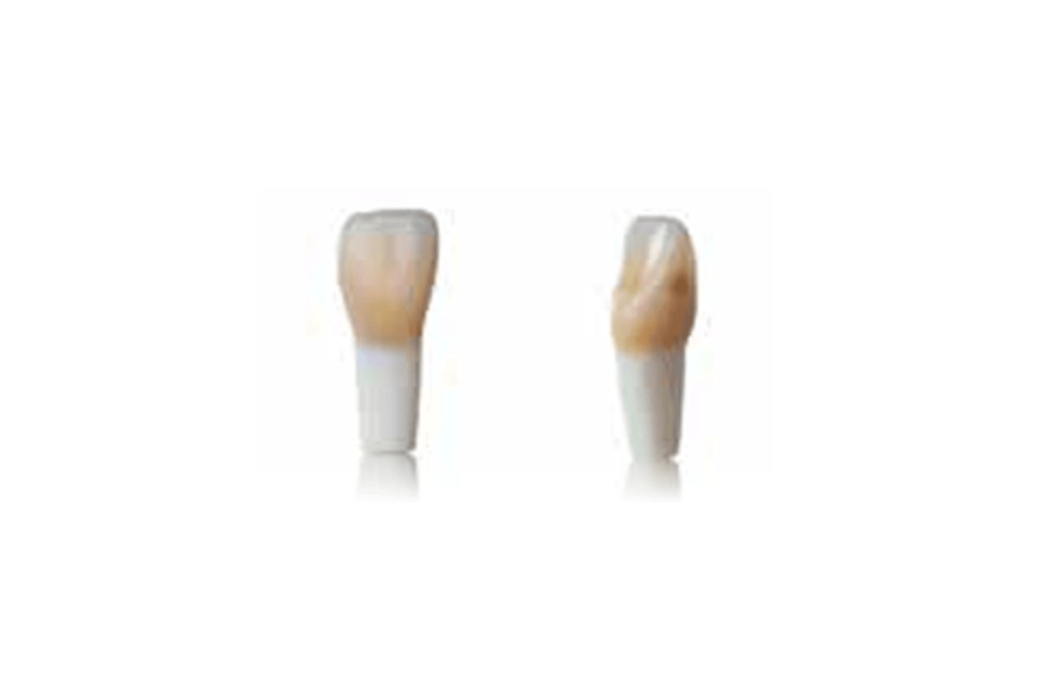 4D training teeth and educational models: Tooth 21