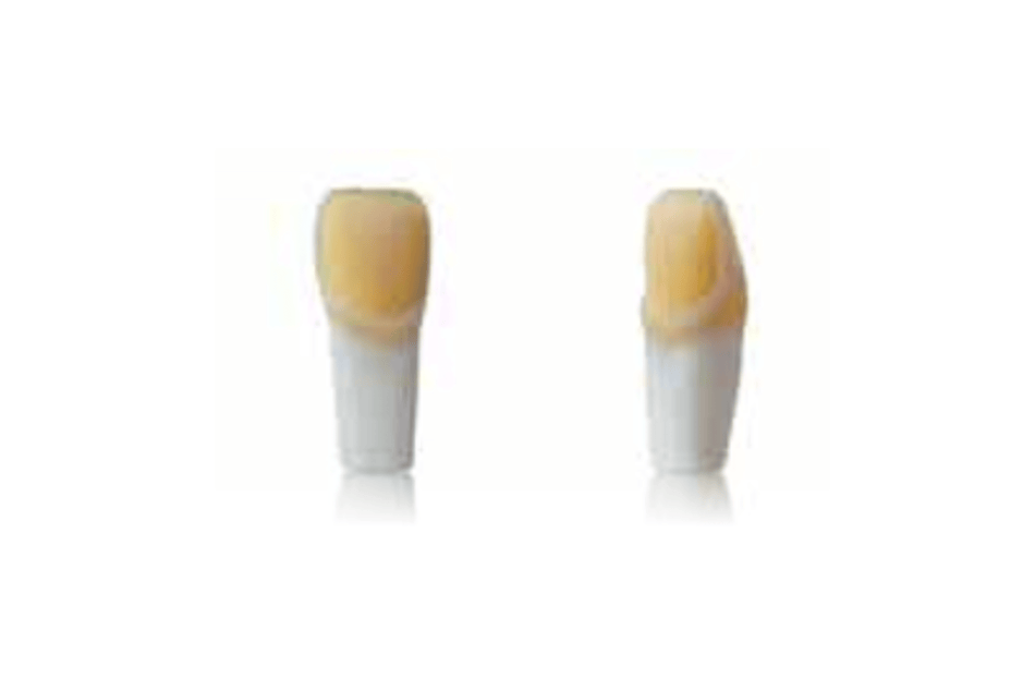 4D training teeth and educational models: Tooth 11