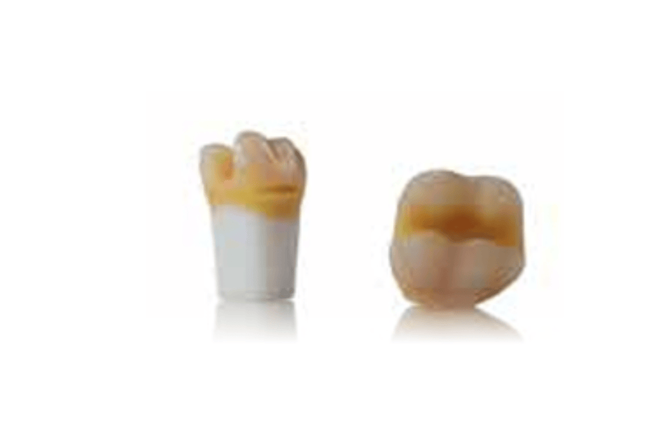 4D training teeth and educational models: Tooth 36