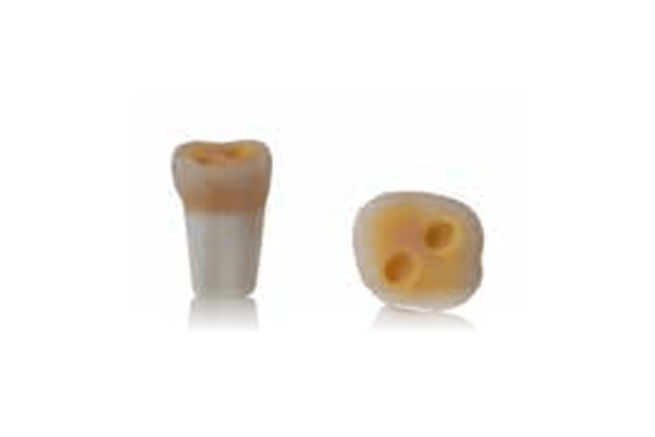 4D training teeth and educational models: Tooth 16