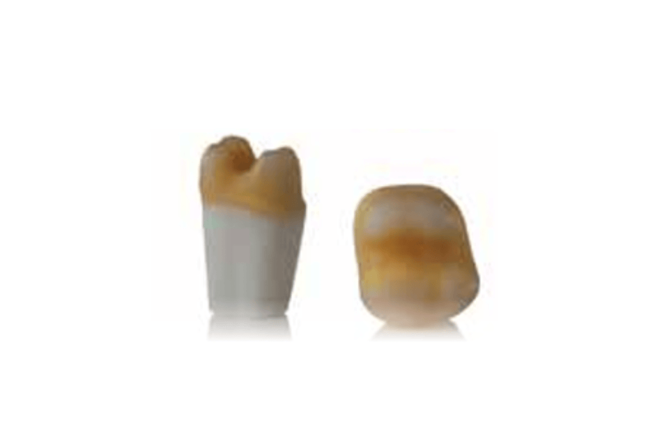 4D training teeth and educational models: Tooth 26
