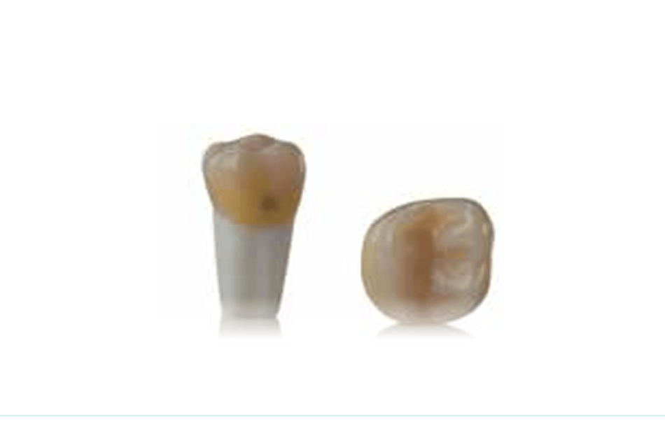 4D training teeth and educational models: Tooth 26