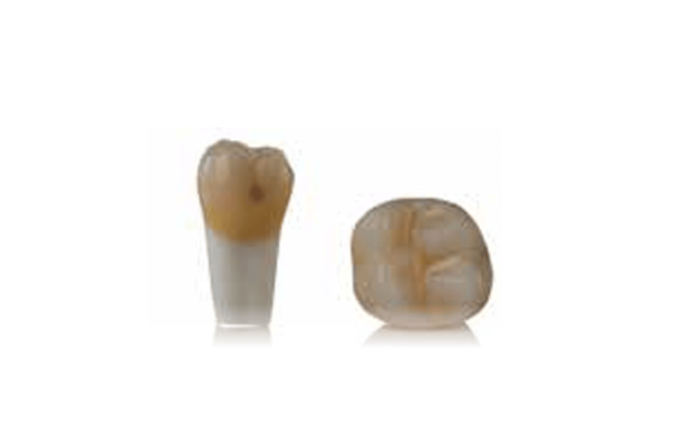 4D training teeth and educational models: Tooth 16